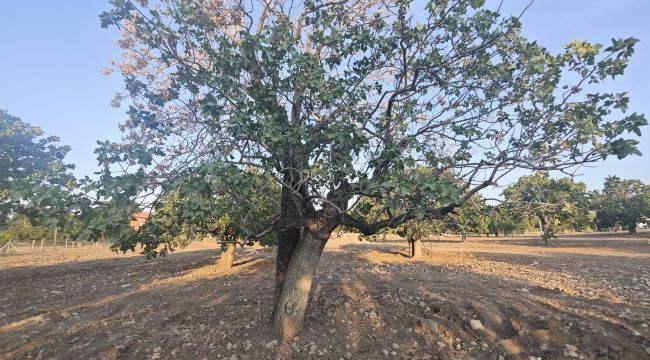 Şanlıurfa'da Fıstık Ağaçları Susuzluktan Kuruyor: Çiftçiler Destek Bekliyor
