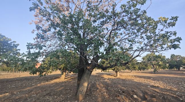 Şanlıurfa'da Fıstık Ağaçları Susuzluktan Kuruyor: Çiftçiler Destek Bekliyor