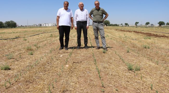 Toprak Sürülmeden Mısır Ekildi, Yeşermeye Başladı