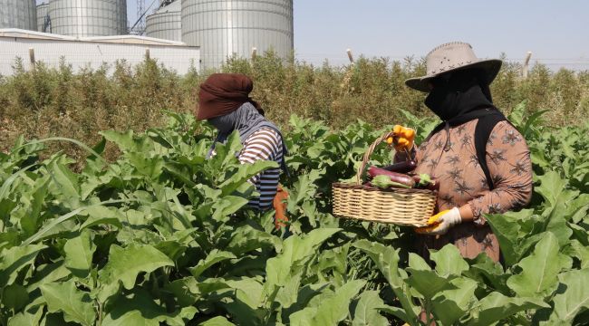 Büyükşehir, Ata Tohumlarıyla Yerel Üretimi Güçlendiriyor