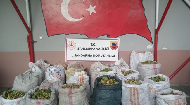 Ceylanpınar’da Hırsızlık Operasyonu: 3 Şüpheli Yakalandı