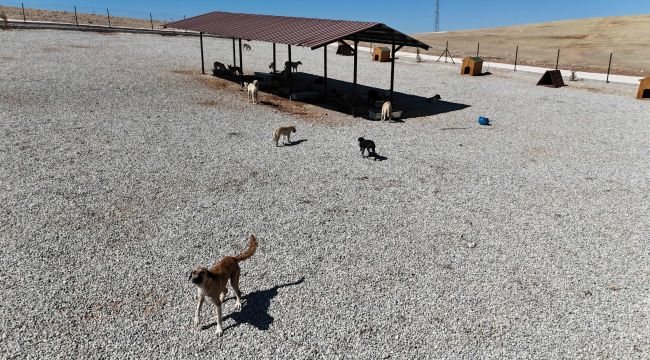 Karaköprü’de Sokak Hayvanları İçin Bakım Evi Ve Doğal Yaşam Alanı Oluşturuldu