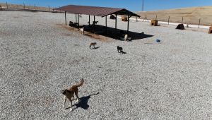 Karaköprü’de Sokak Hayvanları İçin Bakım Evi Ve Doğal Yaşam Alanı Oluşturuldu