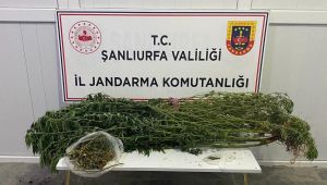 Şanlıurfa’da Uyuşturucu Operasyonu: 12 Şüpheli Hakkında Adli İşlem Başlatıldı