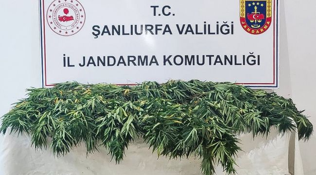 Siverek ve Halfeti’de Uyuşturucu Operasyonu: 2 Şüpheli Yakalandı