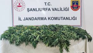 Siverek ve Halfeti’de Uyuşturucu Operasyonu: 2 Şüpheli Yakalandı