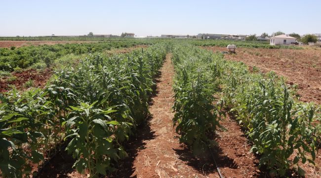Urfa Susamı, Şanlıurfa Büyükşehir Belediyesi İle Yeniden Hayat Buluyor
