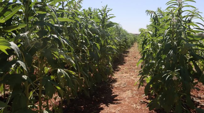 Urfa Susamı, Şanlıurfa Büyükşehir Belediyesi İle Yeniden Hayat Buluyor