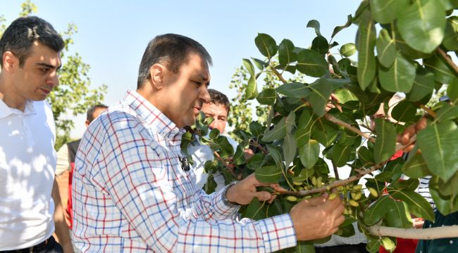Vali Şıldak Boz Fıstık Hasadına Katıldı