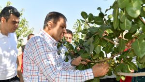 Vali Şıldak Boz Fıstık Hasadına Katıldı