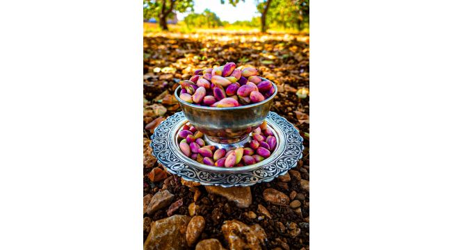 Şanlıurfa Olmadan Sanayi Durma Noktasında: Fıstıkta İthalat Kapısı Açıldı