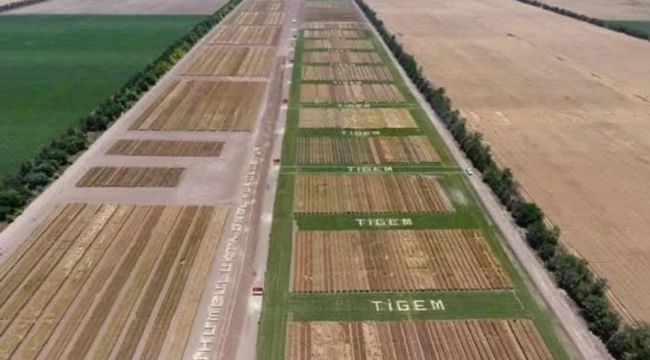 Türkiye’nin En Büyük Tarım İşletmesi Ceylanpınar TİGEM’de Hasat Mevsimi Sürüyor