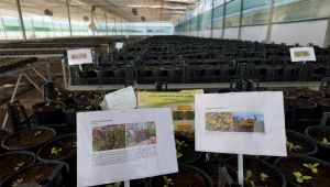 Büyükşehir Belediyesi'nden Kurakçıl Peyzaj Projesine Destek