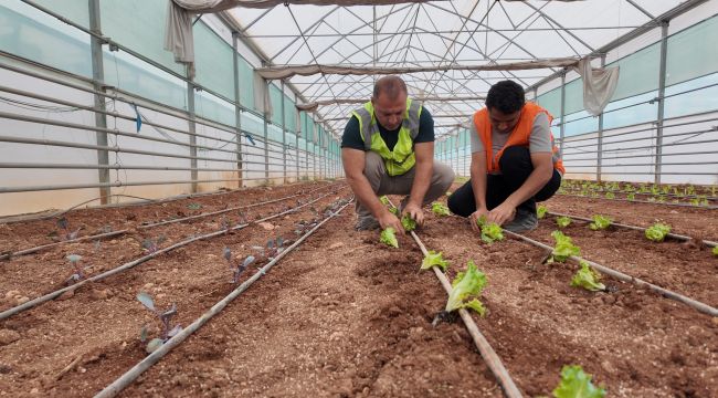 Büyükşehir, Serasında Kışlık Sebze Dikimi Gerçekleştirildi