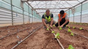 Büyükşehir, Serasında Kışlık Sebze Dikimi Gerçekleştirildi