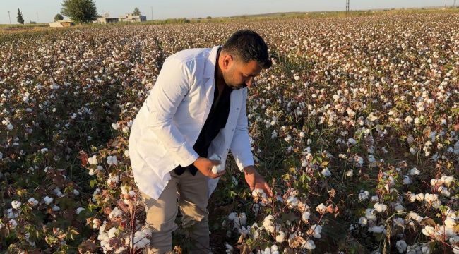 Şanlıurfa, Türkiye'nin Pamukta Parlayan Yıldızı: Hasat Sezonu Bereketle Başladı