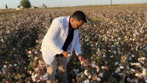 Şanlıurfa, Türkiye'nin Pamukta Parlayan Yıldızı: Hasat Sezonu Bereketle Başladı