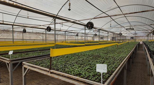 Büyükşehir’den Yeşeren Tasarruf: 400 Bin Mevsimlik Çiçek Toprakla Buluşuyor