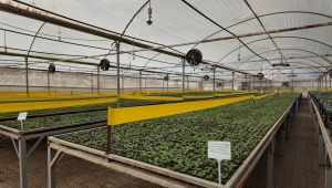 Büyükşehir’den Yeşeren Tasarruf: 400 Bin Mevsimlik Çiçek Toprakla Buluşuyor