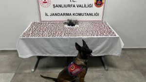 Şanlıurfa’da Jandarmadan Uyuşturucu Operasyonu: 2 Şüpheli Gözaltında