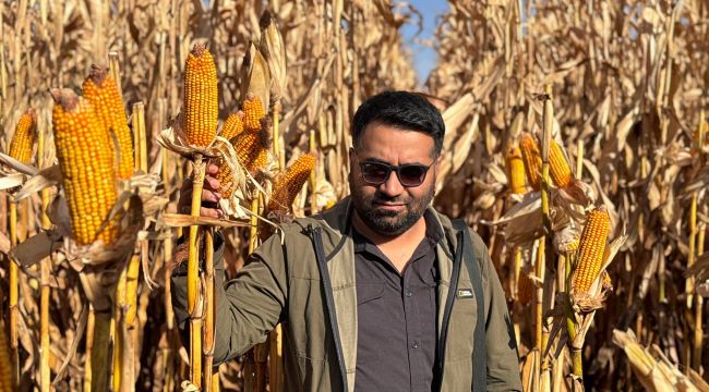 Şanlıurfa’da Mısır Üreticisinin Sesi Yükseliyor!