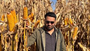 Şanlıurfa’da Mısır Üreticisinin Sesi Yükseliyor!