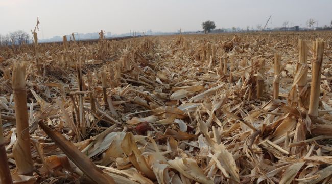 Büyükşehir’de Tarımda Yenilikçi Yöntem
