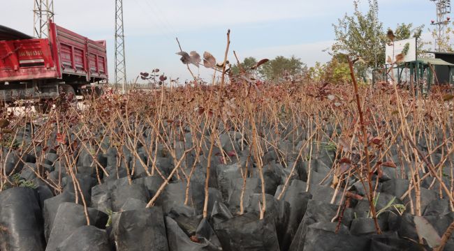 Büyükşehir’den Çiftçilere 35 Bin Fıstık Fidanı Desteği