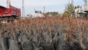 Büyükşehir’den Çiftçilere 35 Bin Fıstık Fidanı Desteği