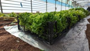 Büyükşehir Seralarında Kışlık Sebze Hasadı Başladı