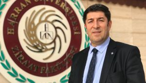 Şanlıurfa Fıstığı Üretiyor, Katma Değer Başka Yerlere Gidiyor