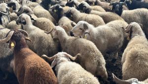 Eyyübiye’de 400 Aileye Büyük Sürpriz