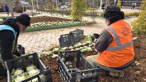 Eyyübiye Yeşil Alanları Bahara Hazırlanıyor