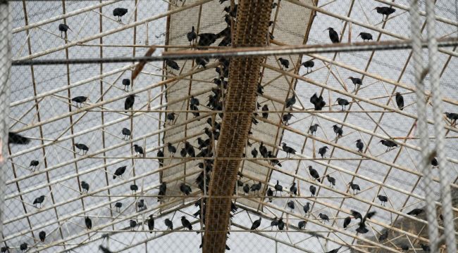  Kelaynaklar Doğaya Salındı: Nesli Tehlike Altındaki Tür İçin Umut Veren Adım