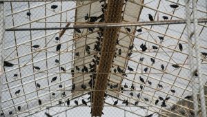  Kelaynaklar Doğaya Salındı: Nesli Tehlike Altındaki Tür İçin Umut Veren Adım