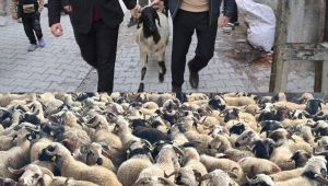 Türkiye'de Bir İlk: Eyyübiye Belediyesi'nden 400 Yetim Aileye Kurbanlık Koç Desteği