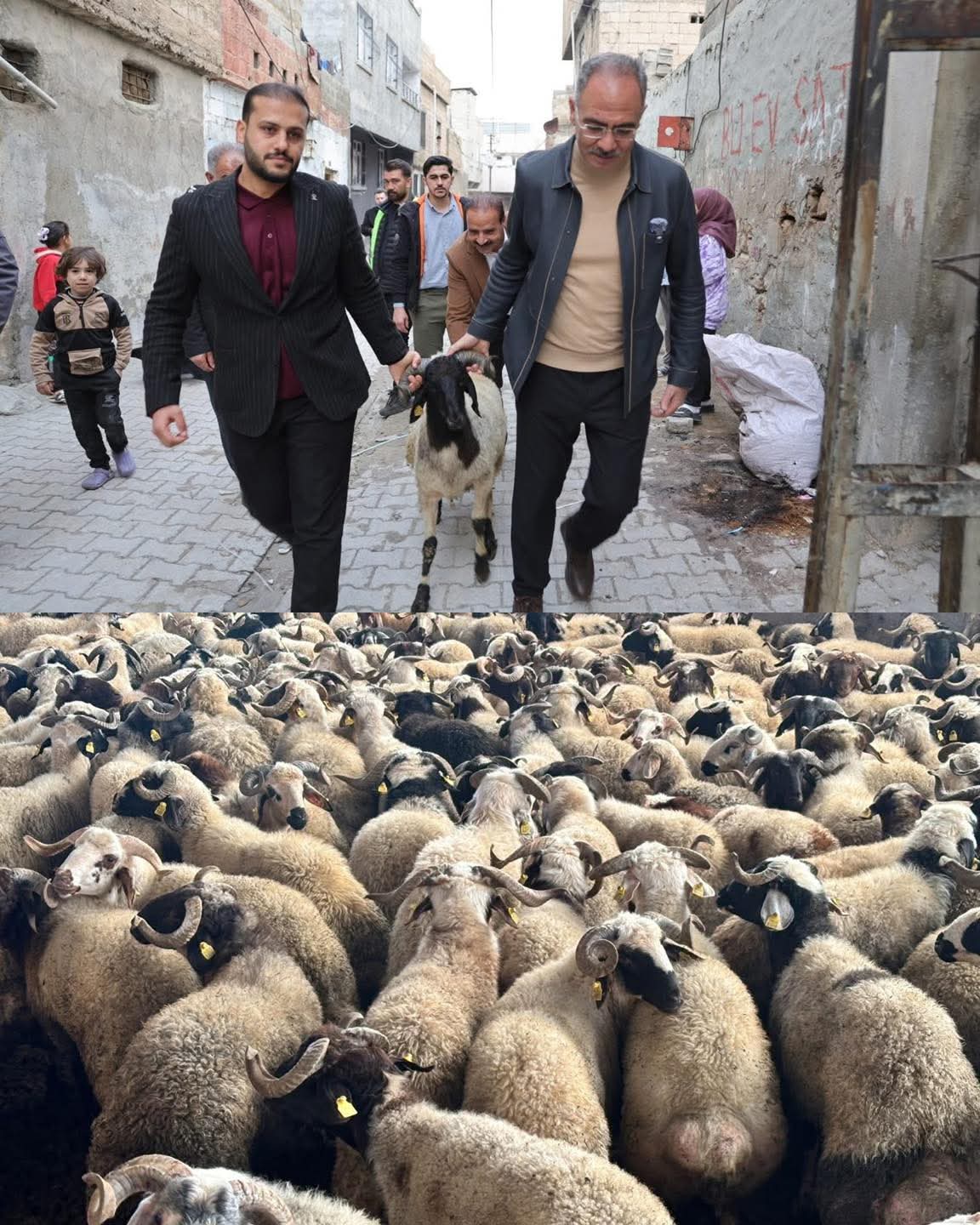 Türkiye'de Bir İlk: Eyyübiye Belediyesi'nden 400 Yetim Aileye Kurbanlık Koç Desteği