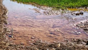 Yasağa rağmen mısır ekimi kaçak elektrik kullanımını artırdı, 15 milyar TL’lik kayba yol açtı