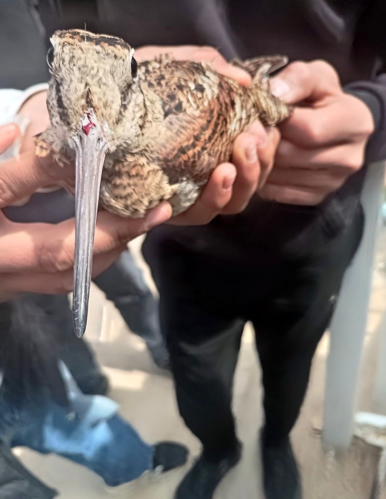 GAP Sulama Suyuyla Çulluk Kuşları Suruç'a Döndü