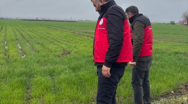 Suruç’ta Yağışlar Tarım Arazilerine Zarar Verdi