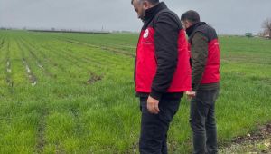 Suruç’ta Yağışlar Tarım Arazilerine Zarar Verdi