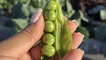 Bozovalı Kadın Çiftçiden Ata Tohumu Vurgusu: “Sonuçlarım Gayet Sağlıklı”