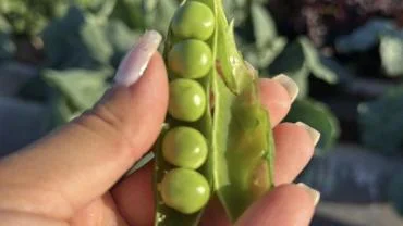 Bozovalı Kadın Çiftçiden Ata Tohumu Vurgusu: “Sonuçlarım Gayet Sağlıklı”