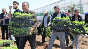 Büyükşehir, 1 Milyon Fide Dağıtarak Üreticiyi Destekledi