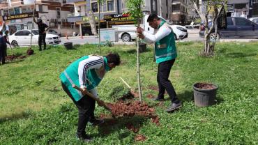Haliliye Belediyesi’nden Park Ve Yeşil Alanlarda Bakım Seferberliği