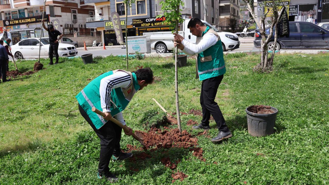 Haliliye Belediyesi’nden Park Ve Yeşil Alanlarda Bakım Seferberliği